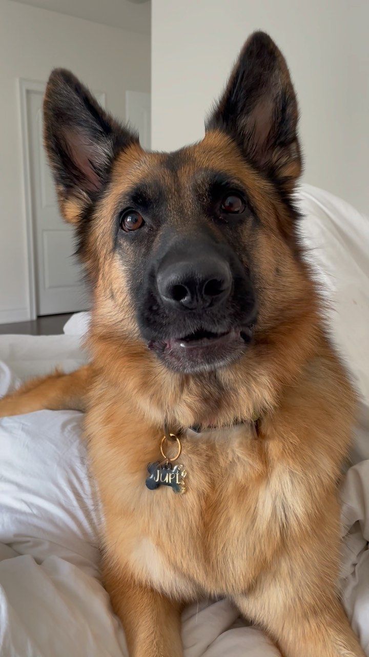 files/jupi_thegsd_on_Instagram__A_very_serious_Jupi_with_lots_of_things_to_say_jupi_thegsd_germanshepherd_germanshepherdpuppy_germanshepherddog.jpg